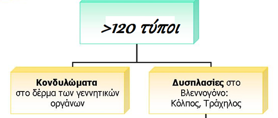 HPV - DNA test Human papilloma virus